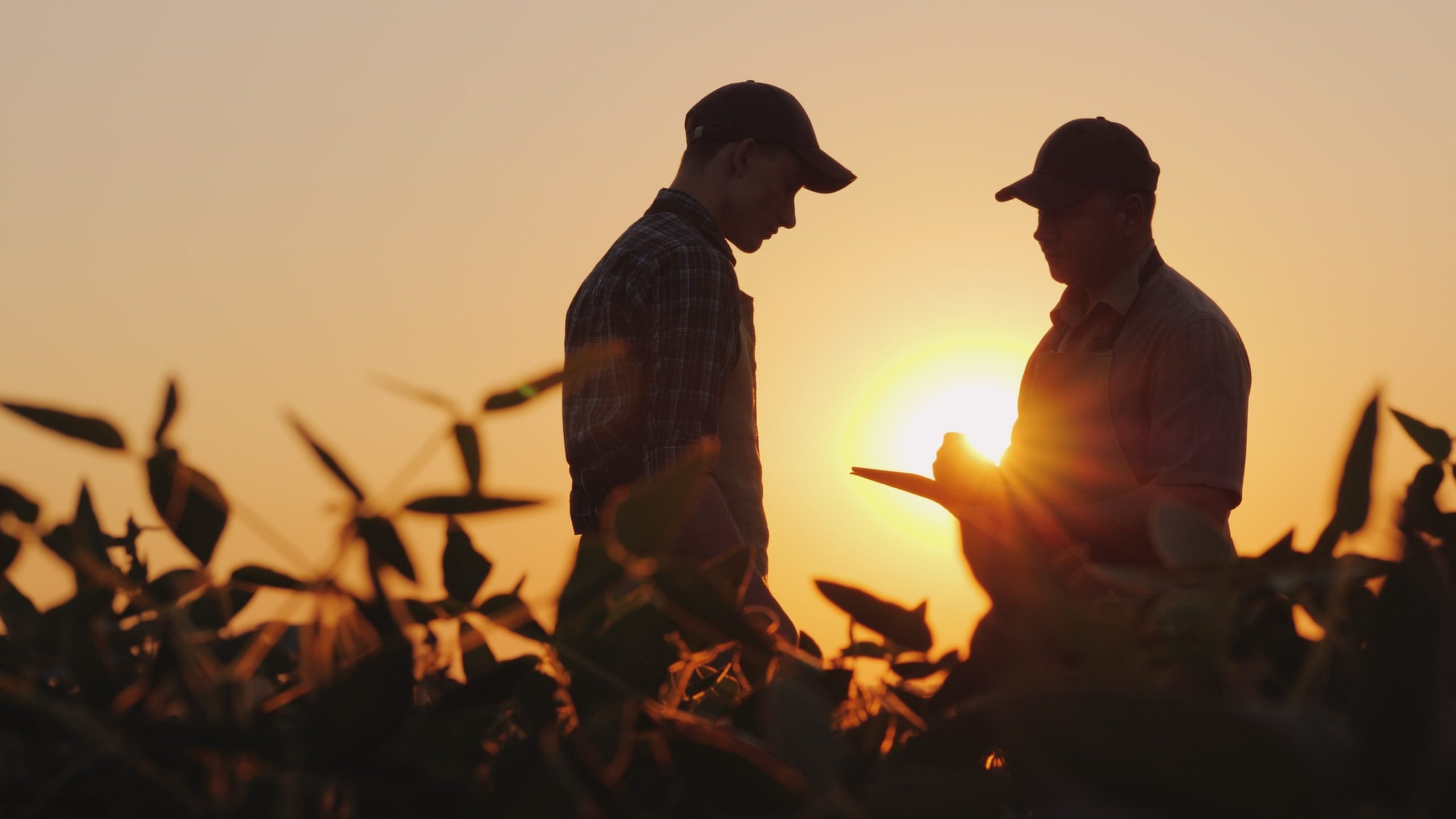 dois profissionais do campo, conversando em meio à uma plantação e utilizando um tablet
